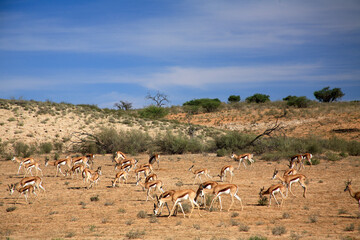sprigbok Kgalagadi Transfrontier Park one of the great parks of South Africa wildlife and hospitality in the Kalahari desert