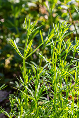 The Cleavers Galium aparine have been used in the traditional medicine for treatment of disorders of the diuretic, lymph systems and as a detoxifier