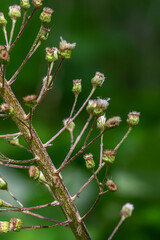 Inflorescences of butterbur, pestilence wort, Petasites hybridus.Blossom, Common butterbur. A blooming butterbur Petasites hybridus flower in the meadow