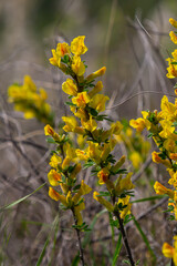 Chamaecytisus ruthenicus blooms in the wild in spring