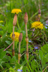 Equisetum arvense, the field horsetail or common horsetail, is an herbaceous perennial plant of the family Equisetaceae. Horsetail plant Equisetum arvense