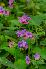 Vivid and bright pulmonaria flowers on green leaves background close up