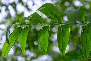 Polygonatum multiflorum flower in meadow, close up