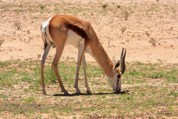 sprigbok Kgalagadi Transfrontier Park one of the great parks of South Africa wildlife and hospitality in the Kalahari desert