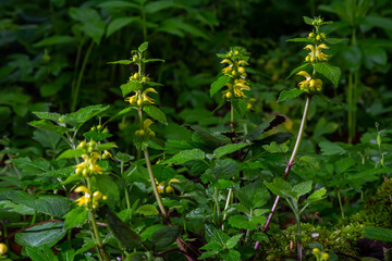 Yellow archangel plant Lamium galeobdolon with flowers and green leaves with white stripes, growing in a forest