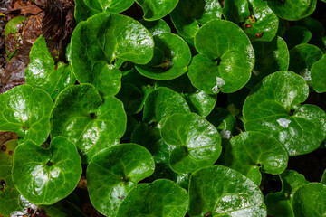 Shiny green foliage from wild ginger plants, Asarum europaeum