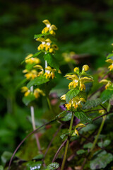 Yellow Archangel, Galeobdolon luteum or Lamium galeobdolon, detail of inflorescence.