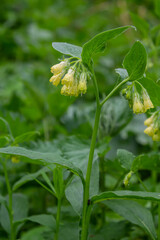 Flowering Symphytum tuberosum in the forest, spring-early summer, natural environment. Medicinal plant