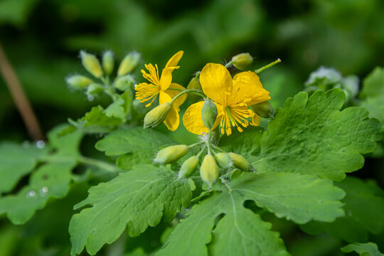 Greater celandine or chelidonium majus is a perennial herbaceous flowering plant used in folk medicine