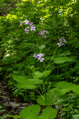 Lunaria rediviva, known as perennial honesty. Beautiful light purple flowers in bloom