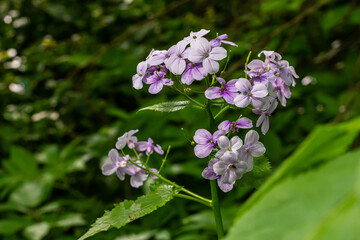 Fototapeta premium In spring, Lunaria rediviva blooms in the wild in the forest