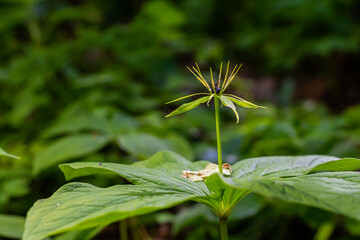 Paris quadrifolia in bloom. It is commonly known as herb Paris or true lover's knot