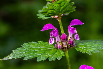 Pink flowers of spotted dead-nettle Lamium maculatum. Medicinal plants in the garden