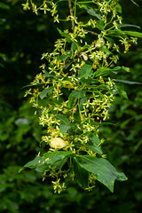 Flowering European spindle tree, Euonymus europaeus, flowering plant