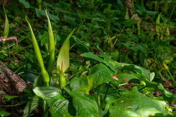 Cuckoopint or Arum maculatum arrow shaped leaf, woodland poisonous plant in family Araceae. arrow shaped leaves. Other names are nakeshead, adder's root, arum, wild arum, arum lily, lords-and-ladies