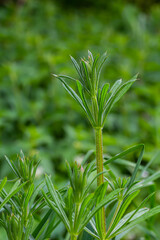 The Cleavers Galium aparine have been used in the traditional medicine for treatment of disorders of the diuretic, lymph systems and as a detoxifier