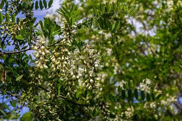 Honey bee collects nectar from white flowers tree acacia. Blooming clusters of acacia. Honey spring plant. Collect nectar. Branches of black locust, Robinia pseudoacacia, false acacia