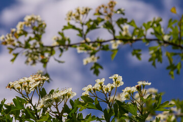 White Crataegus flowers close up in sunlight