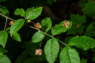 Little flowers of Euonymus verrucosus or spindle tree