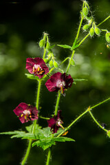 Purple and red flowers of Geranium phaeum Samobor in spring garden