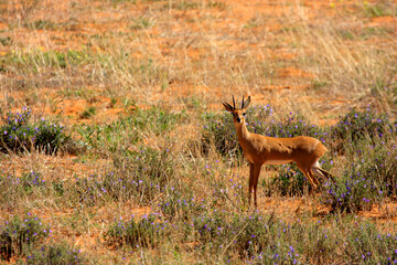 Kgalagadi Transfrontier Park one of the great parks of South Africa wildlife and hospitality in the Kalahari desert