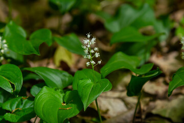 Maianthemum bifolium or false lily of the valley or May lily is often a localized common rhizomatous flowering plant. Growing in the forest