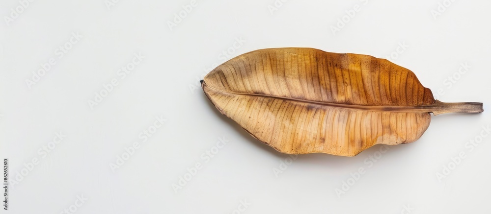 Poster top-down view of a dried organic banana leaf on a white surface, ideal for food concepts and featuri