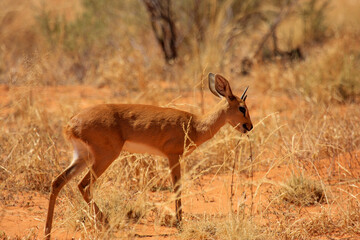 Kgalagadi Transfrontier Park one of the great parks of South Africa wildlife and hospitality in the Kalahari desert