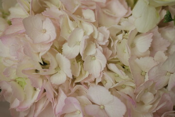 girly, cute, tender, beautiful bouquet. green, white and pink flowers. tulip, ranunculus, hydrangea, eucalyptus branches