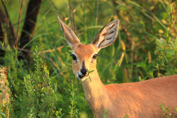 Kgalagadi Transfrontier Park one of the great parks of South Africa wildlife and hospitality in the Kalahari desert