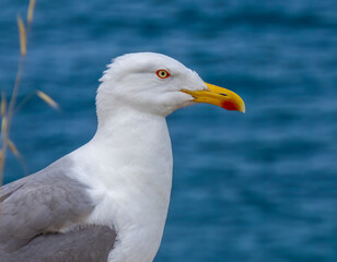 Close up of a herring gull with red eye ring on the coast