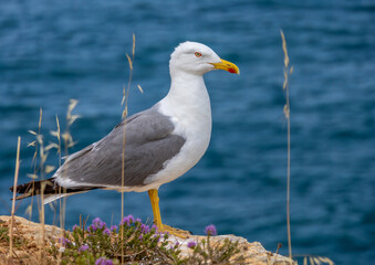 Close up of a herring gull with red eye ring on the coast