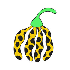 Ylang-ylang flower vector illustration. Hand drawn tropical blossom with spotted petals