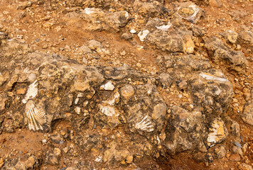 Broken shells within sand and rock on the coast