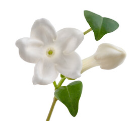 Madagascar jasmine flower