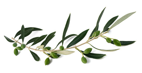 Fresh olive branch