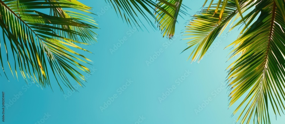 Poster palm leaves create a scenic tropical backdrop with a clear blue sky providing ample copy space image