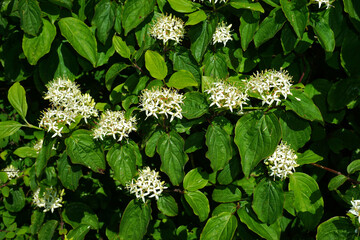 Roter Hartriegel; Cornus sanguinea; blood-twig dogwood; Blütenstand