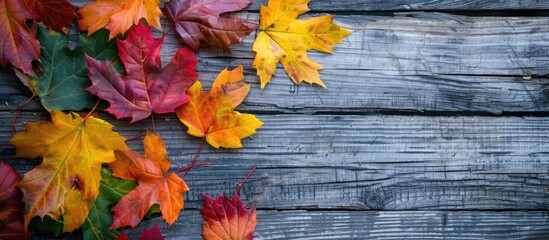 Autumn maple leaves in vibrant colors on a wooden backdrop with copy space image.