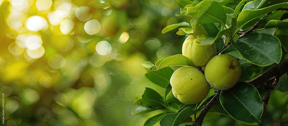Poster a green tree with young quince fruits growing on a branch, set against a background of lush foliage,