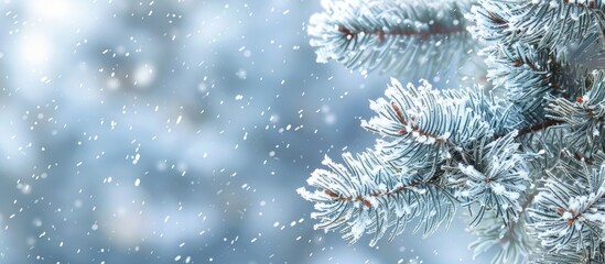 Closeup of a snow-covered pine branch in winter scenery with a blank space for adding images to the scene. Copy space image. Place for adding text and design