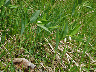 Weißwurz; Echtes Salomonssiegel; Polygonatum odoratum; angular Solomon's-seal; scented...