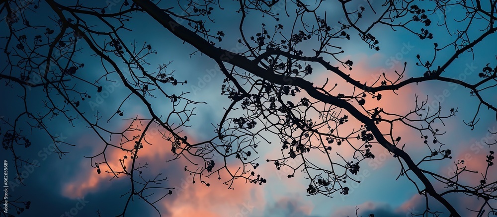 Aufkleber Evening sky and tree branches create a dark background for the copy space image.