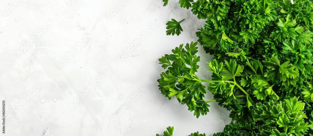 Poster copy space image featuring parsley on a white background.