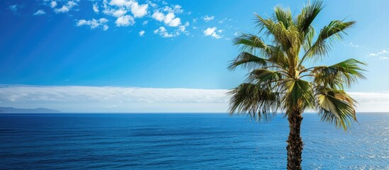 Tall palm tree with ocean in the backdrop creates a serene scene in Tenerife, ideal for a copy space image.