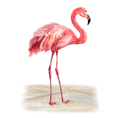 Aquarelle drawn pink Flamingo, standing on the Sand