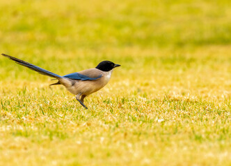 Iberian magpie juvenile in a garden in Portugal