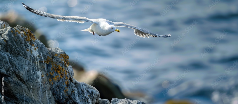 Poster a seagull soars gracefully over rocks towards the ocean with copy space image opportunity.