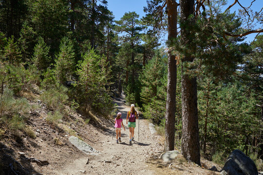 Woman and girl from behind walking along a trail on the Camino Schmidt route among trees in a forest in the Guadarrama mountains, in summer, in Madrid, Spain