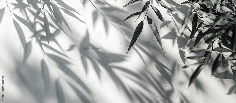 Poster Blurry background featuring the abstract image of shadowy willow leaves on a white wall, ideal for adding text with copy space image.